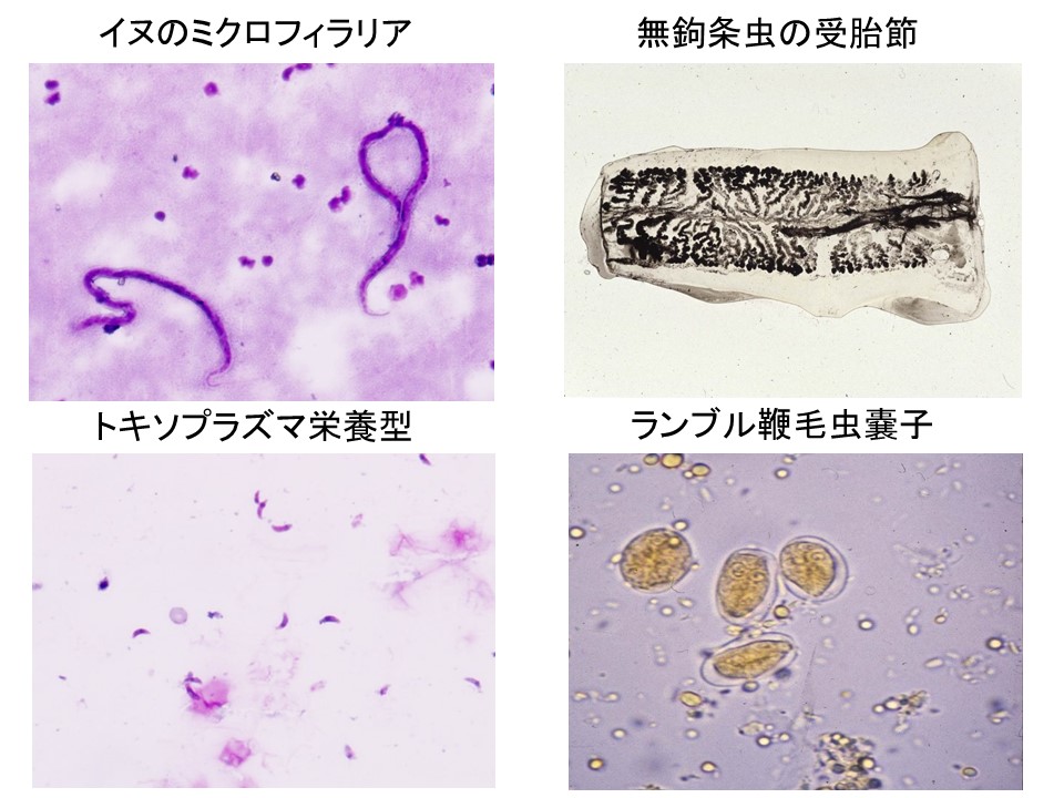 菌種別 原虫 微生物検査 検査 診断matrix